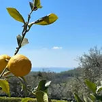 Gli Ulivi *