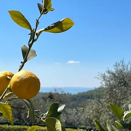 Gli Ulivi *
